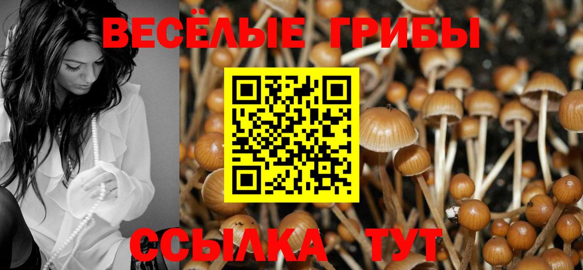 Псилоцибиновые грибы Psilocybine cubensis  Мыски 