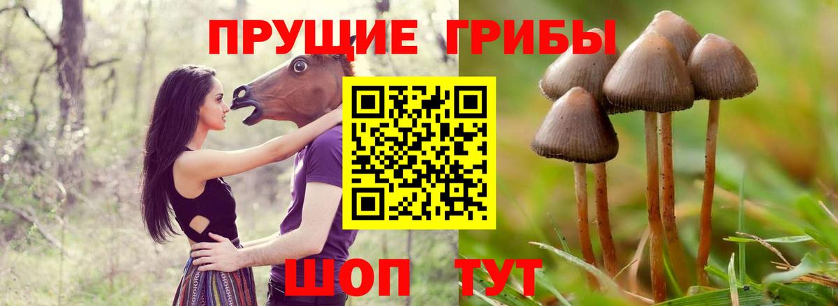 Мыски  Галлюциногенные грибы GOLDEN TEACHER  Вход с VPN 